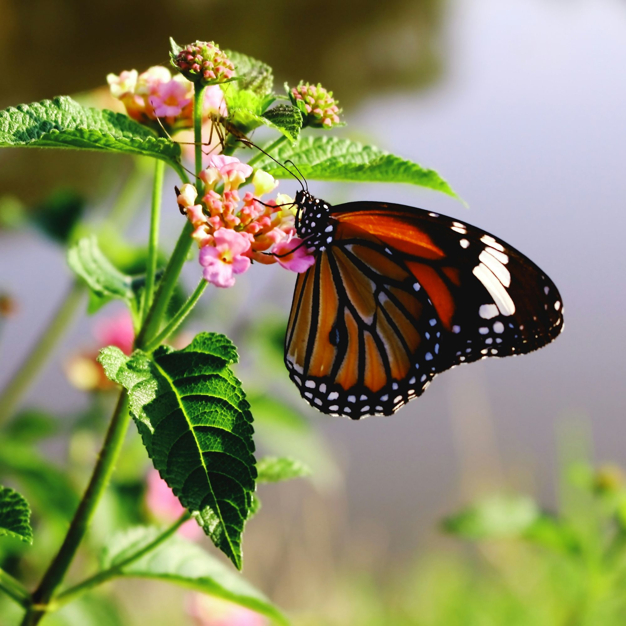 Programma LIFE: dal 21 aprile online i nuovi bandi europei